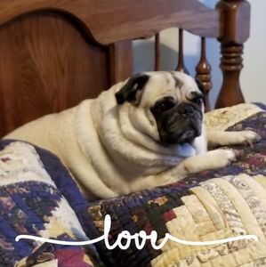 Meet your Posher, Barbara